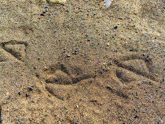 ��ɰ����γɵģ��c�C��ɰ�C��ʲô�^�e��